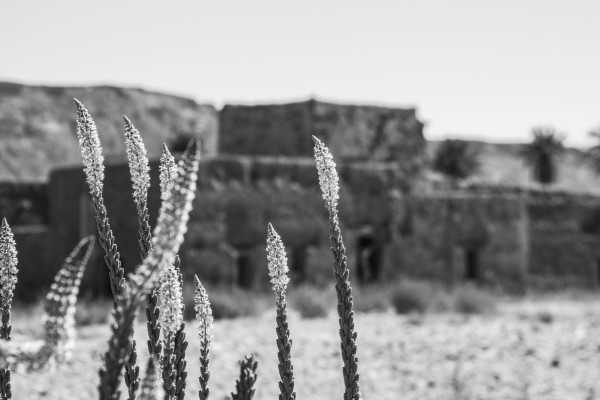 MARRUECOS 25 MARZO_ 8 ABRIL 2015_0514