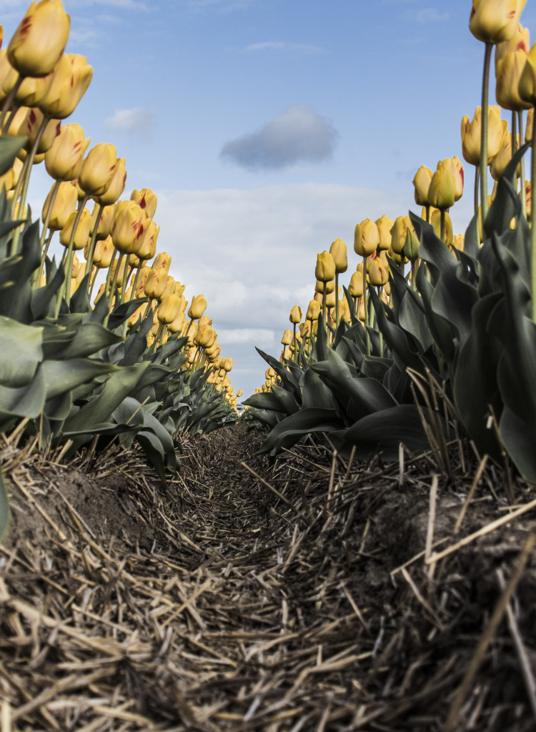 Tulipanes_Fotografía_María Jesús Mora_Arquitecto (27)