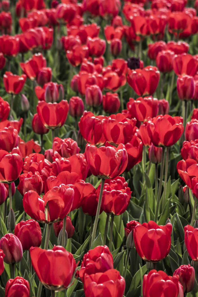 Tulipanes_Fotografía_María Jesús Mora_Arquitecto (6)